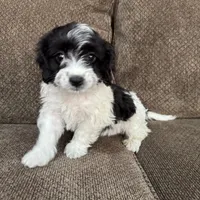 Tony, a male Havapoo for sale in Chesterfield, MI – 2 of 8