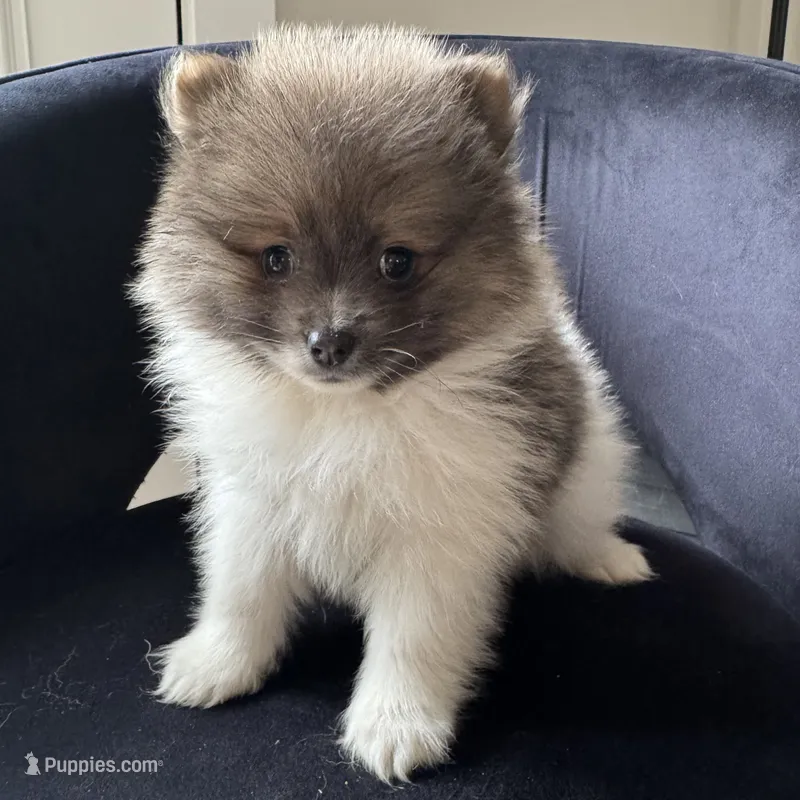 Kyle – Pomeranian puppy for sale in Chesterfield, MI