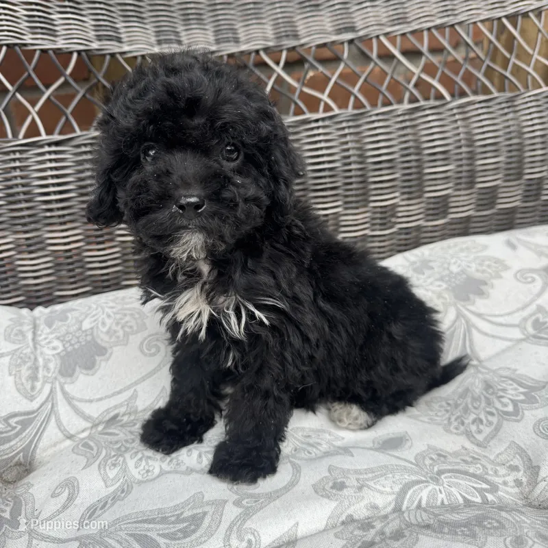 Carly – Poodle - Miniature  puppy for sale in Chesterfield, MI