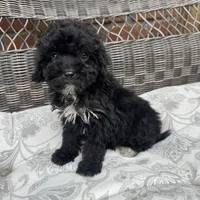 Carly, a female Poodle - Miniature  for sale in Chesterfield, MI – 1 of 7