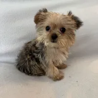 Luka, a male Shorkie for sale in Chesterfield, MI – Photo 3 of 4