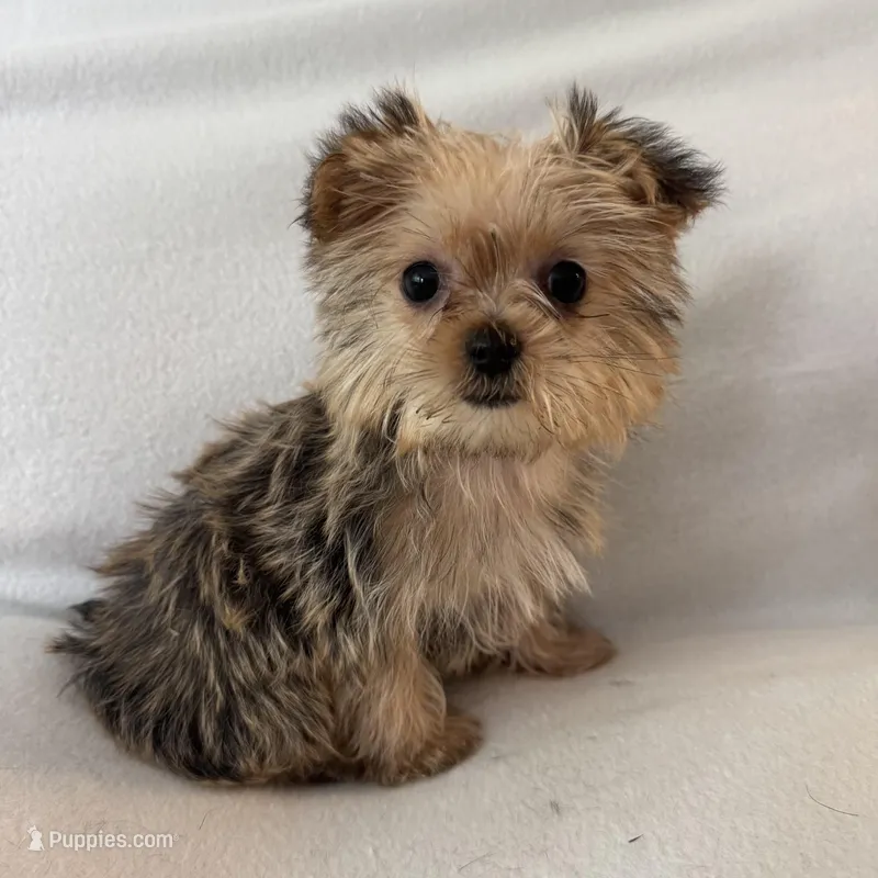 Luka – Shorkie puppy for sale in Chesterfield, MI