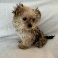 Luka, a male Shorkie for sale in Chesterfield, MI – Photo 2 of 4