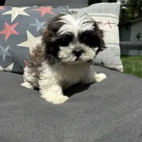 Luke , a male Bichon Frise and Shih Tzu for sale in Chesterfield, MI – 5 of 6
