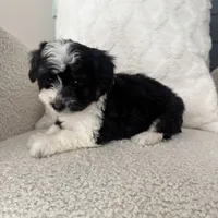 Reba, a female Miniature Aussiedoodle for sale in Chesterfield, MI – 2 of 7