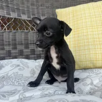 Dylan, a male Chihuahua for sale in Chesterfield, MI – 5 of 5