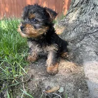 Tiny , a male Yorkshire Terrier for sale in Chesterfield, MI – 5 of 5
