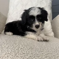 Alan, a male Miniature Aussiedoodle for sale in Chesterfield, MI – 5 of 7