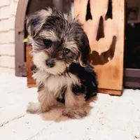 Alexa, a female Maltese and Yorkshire Terrier for sale in Macomb, MI – 7 of 9