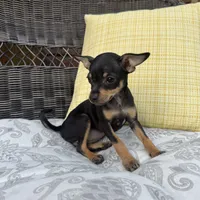 Brenda, a female Chihuahua for sale in Chesterfield, MI – 2 of 5