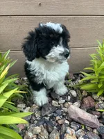 Tony , a male Havapoo for sale in Chesterfield, MI – 4 of 4