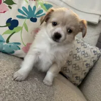 Chaz, a male Chihuahua for sale in Chesterfield, MI – Photo 3 of 6