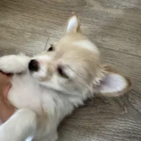 Chaz, a male Chihuahua for sale in Chesterfield, MI – Photo 6 of 6