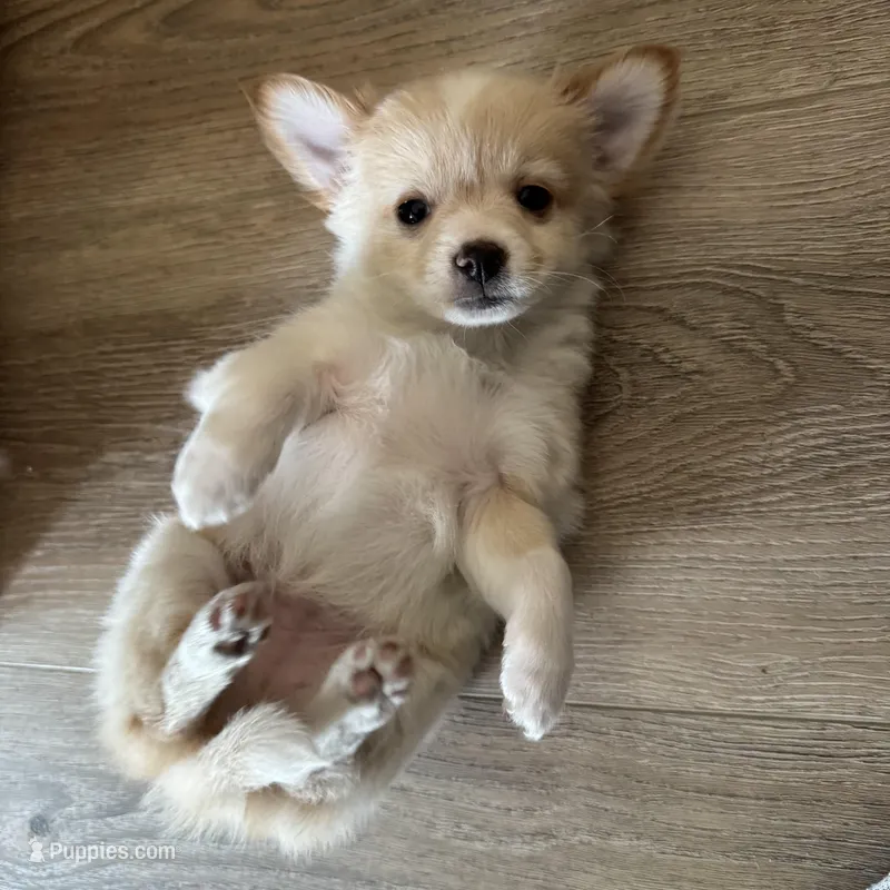 Chaz, a male Chihuahua for sale in Chesterfield, MI – Photo 1 of 6