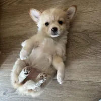 Chaz, a male Chihuahua for sale in Chesterfield, MI – Photo 1 of 6