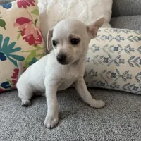 Benny , a male Chihuahua for sale in Chesterfield, MI – Photo 2 of 2