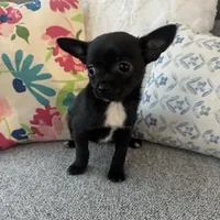 Hughie, a male Chihuahua for sale in Chesterfield, MI – Photo 2 of 3