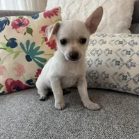 Benny , a male Chihuahua for sale in Chesterfield, MI – Photo 1 of 2
