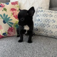 Hughie, a male Chihuahua for sale in Chesterfield, MI – Photo 3 of 3