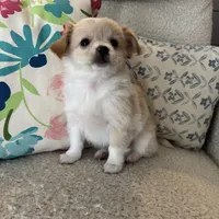 Chaz, a male Chihuahua for sale in Chesterfield, MI – Photo 5 of 6