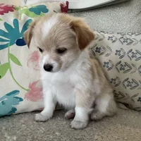 Chaz, a male Chihuahua for sale in Chesterfield, MI – Photo 2 of 6