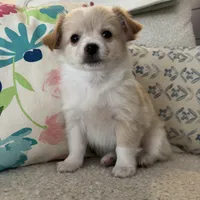 Chaz, a male Chihuahua for sale in Chesterfield, MI – Photo 4 of 6