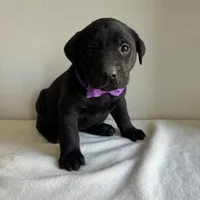 Dolly, a female Labrador Retriever for sale in Chesterfield, MI – Photo 4 of 4