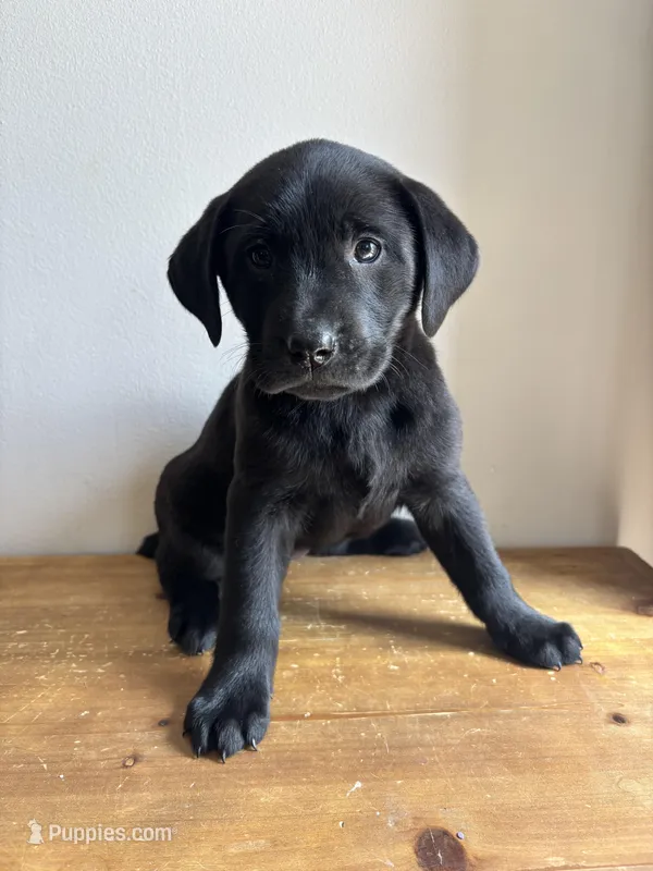 Dolly – Labrador Retriever puppy for sale in Chesterfield, MI