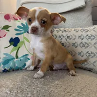 Billie, a male Chihuahua for sale in Chesterfield, MI – Photo 3 of 3