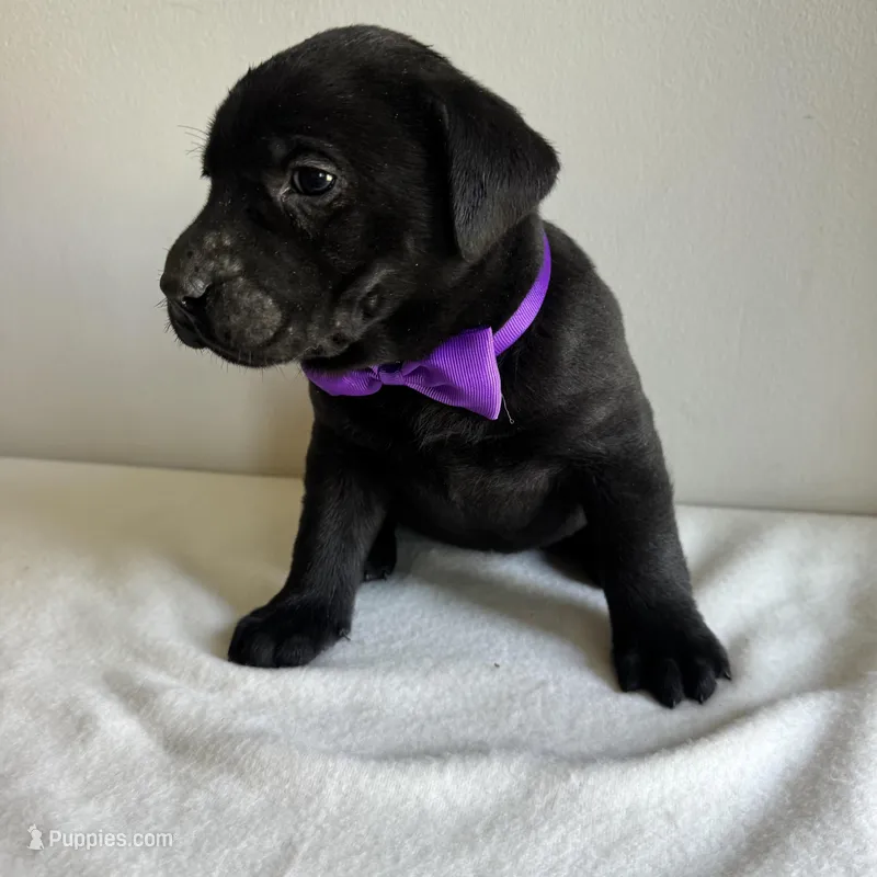 Dolly – Labrador Retriever puppy for sale in Chesterfield, MI