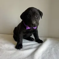 Dolly, a female Labrador Retriever for sale in Chesterfield, MI – Photo 2 of 4