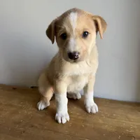 Lily, a female Australian Shepherd and Border Collie for sale in Chesterfield, MI – Photo 3 of 4