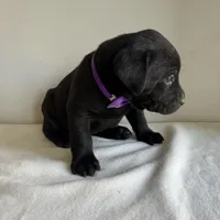 Dolly, a female Labrador Retriever for sale in Chesterfield, MI – Photo 3 of 4