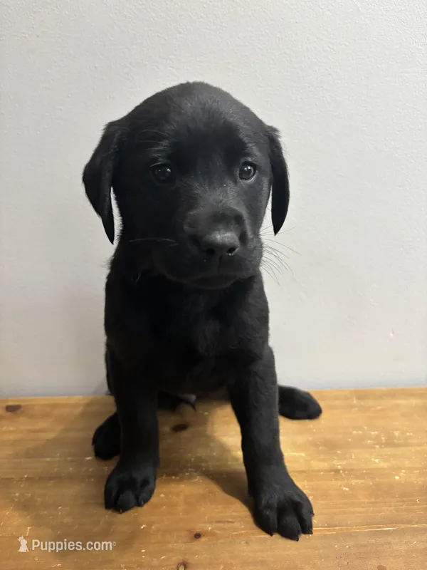 Dolly – Labrador Retriever puppy for sale in Chesterfield, MI
