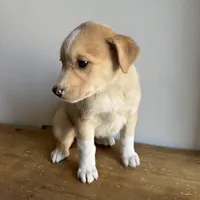Lily, a female Australian Shepherd and Border Collie for sale in Chesterfield, MI – Photo 4 of 4