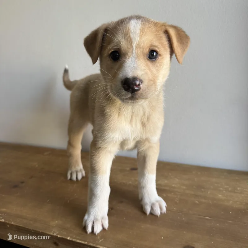 Lily – Australian Shepherd, Border Collie puppy for sale in Chesterfield, MI