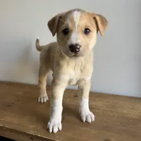 Lily, a female Australian Shepherd and Border Collie for sale in Chesterfield, MI – Photo 1 of 4