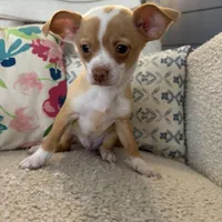 Billie, a male Chihuahua for sale in Chesterfield, MI – Photo 2 of 3