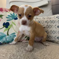 Billie, a male Chihuahua for sale in Chesterfield, MI – Photo 1 of 3