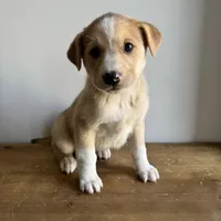 Lily, a female Australian Shepherd and Border Collie for sale in Chesterfield, MI – Photo 2 of 4