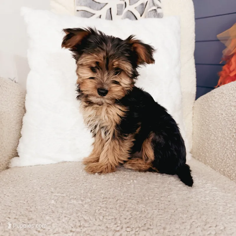 Max – Yorkshire Terrier puppy for sale in Macomb, MI