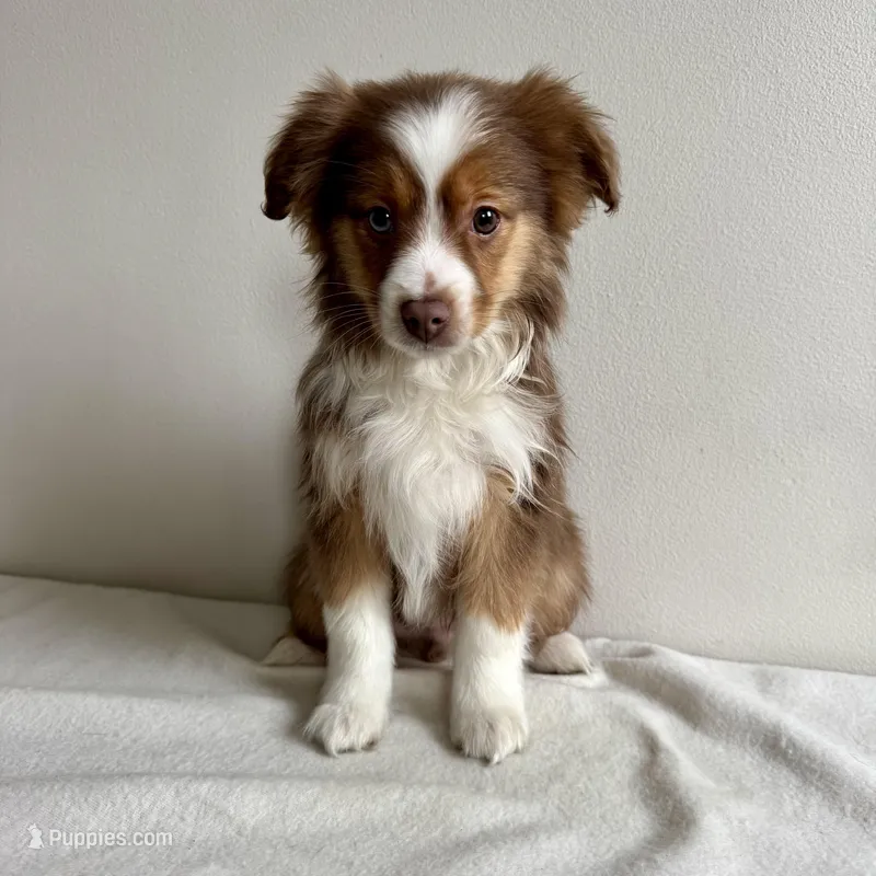 Sully  – Toy Australian Shepherd puppy for sale in Chesterfield, MI