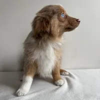 Scotty, a male Toy Australian Shepherd for sale in Chesterfield, MI – Photo 3 of 7