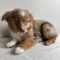 Scotty, a male Toy Australian Shepherd for sale in Chesterfield, MI – Photo 4 of 7