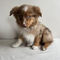 Scotty, a male Toy Australian Shepherd for sale in Chesterfield, MI – Photo 1 of 7