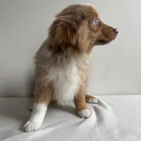 Scotty, a male Toy Australian Shepherd for sale in Chesterfield, MI – Photo 2 of 7