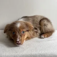 Scotty, a male Toy Australian Shepherd for sale in Chesterfield, MI – Photo 5 of 7