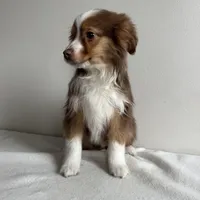 Sully , a male Toy Australian Shepherd for sale in Chesterfield, MI – Photo 4 of 5