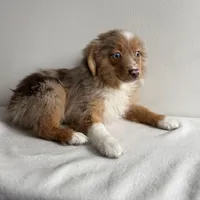 Scotty, a male Toy Australian Shepherd for sale in Chesterfield, MI – Photo 7 of 7