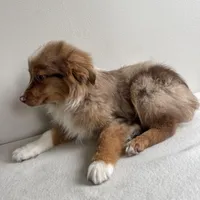 Scotty, a male Toy Australian Shepherd for sale in Chesterfield, MI – Photo 6 of 7